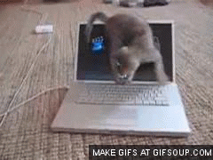 Computer-cat